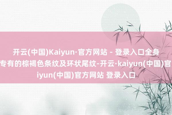 开云(中国)Kaiyun·官方网站 - 登录入口全身灰黄色被毛配以专有的棕褐色条纹及环状尾纹-开云·kaiyun(中国)官方网站 登录入口